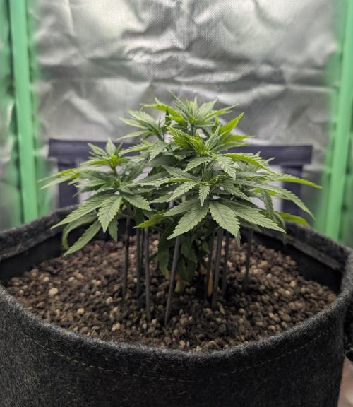 Shaman by Dutch Passion. Week 5