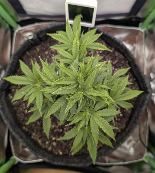 Shaman. Week 5