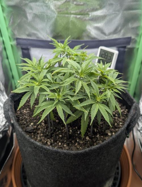 Shaman by Dutch Passion. Week 6