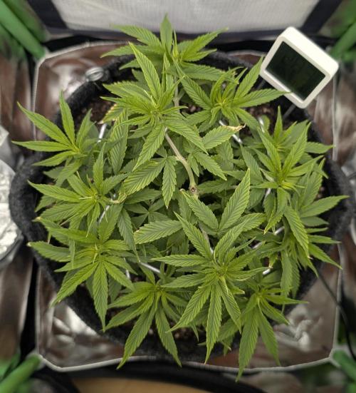 Shaman by Dutch Passion. Week 6