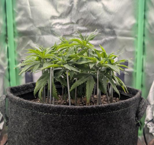 Shaman by Dutch Passion. Week 6