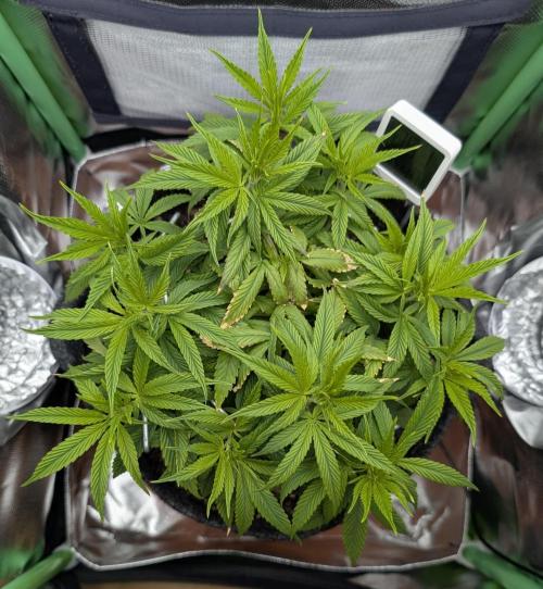 Shaman by Dutch Passion. Week 7
