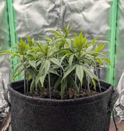 Shaman by Dutch Passion. Week 7