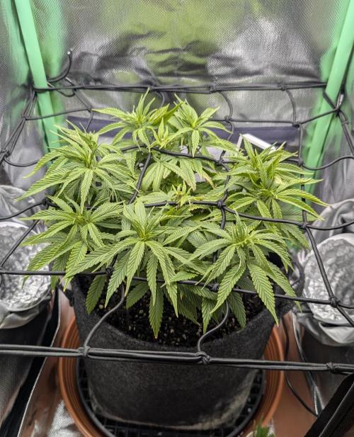 Mini-ScrOG on 40cm x 40cm (Shaman by DP). Week 8