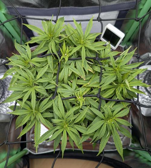 Mini-ScrOG on 40cm x 40cm (Shaman by DP). Week 8