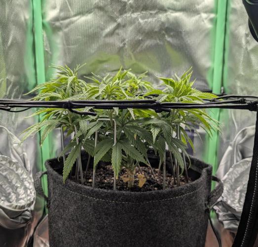 Mini-ScrOG on 40cm x 40cm (Shaman by DP). Week 8