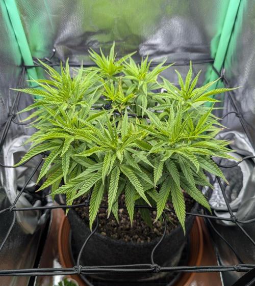 Mini-ScrOG on 40cm x 40cm (Shaman by DP). Week 9