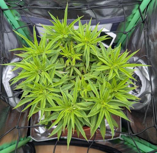 Mini-ScrOG on 40cm x 40cm (Shaman by DP). Week 9