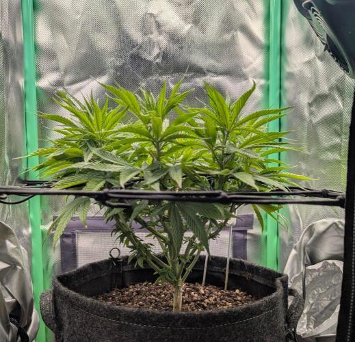 Mini-ScrOG on 40cm x 40cm (Shaman by DP). Week 9