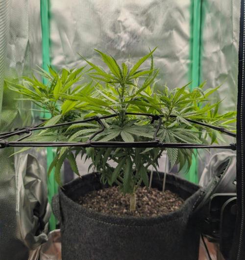 Shaman. Week 10