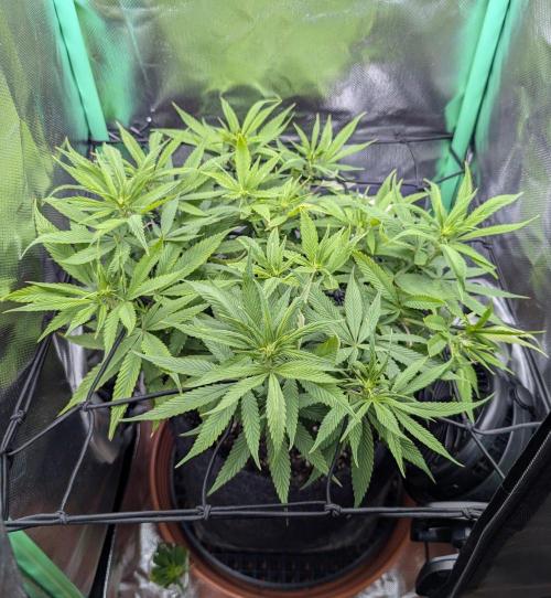 Mini-ScrOG on 40cm x 40cm (Shaman by DP). Week 10