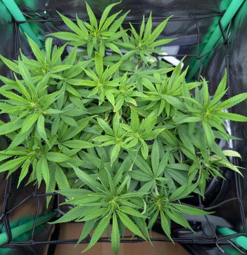 Mini-ScrOG on 40cm x 40cm (Shaman by DP). Week 10