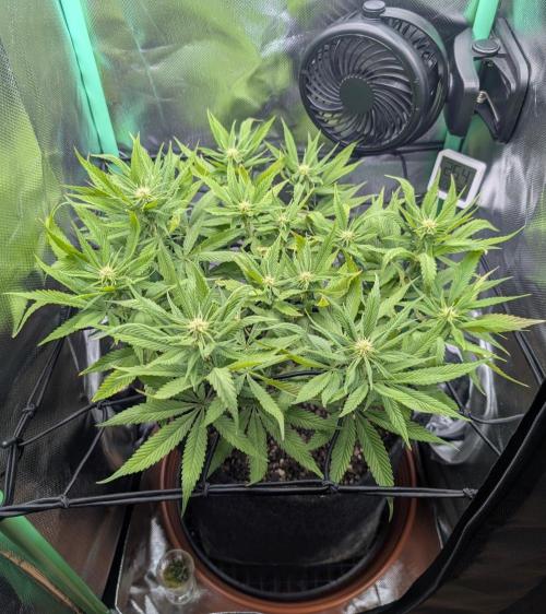 Mini-ScrOG on 40cm x 40cm (Shaman by DP). Week 11