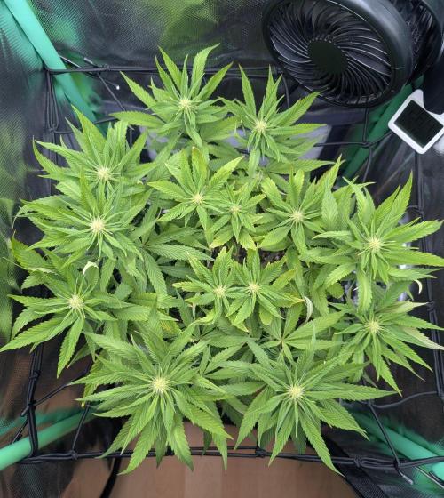 Mini-ScrOG on 40cm x 40cm (Shaman by DP). Week 11
