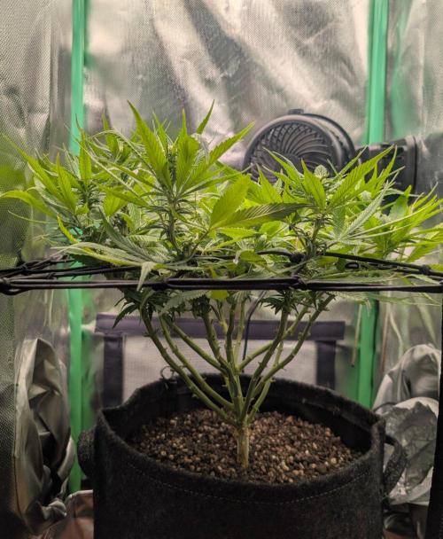 Shaman. Week 11