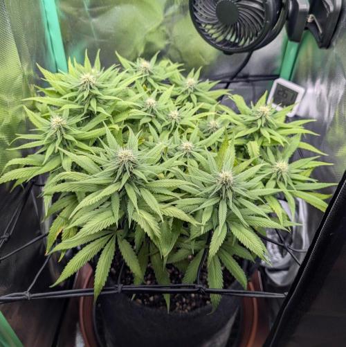 Mini-ScrOG on 40cm x 40cm (Shaman by DP). Week 12