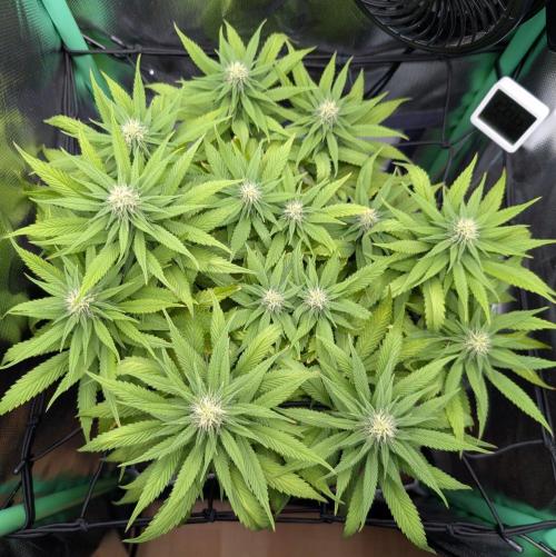 Mini-ScrOG on 40cm x 40cm (Shaman by DP). Week 12