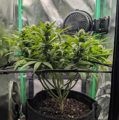 Mini-ScrOG on 40cm x 40cm (Shaman by DP). Week 12