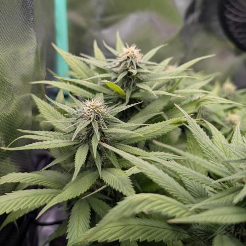Mini-ScrOG on 40cm x 40cm (Shaman by DP). Week 12