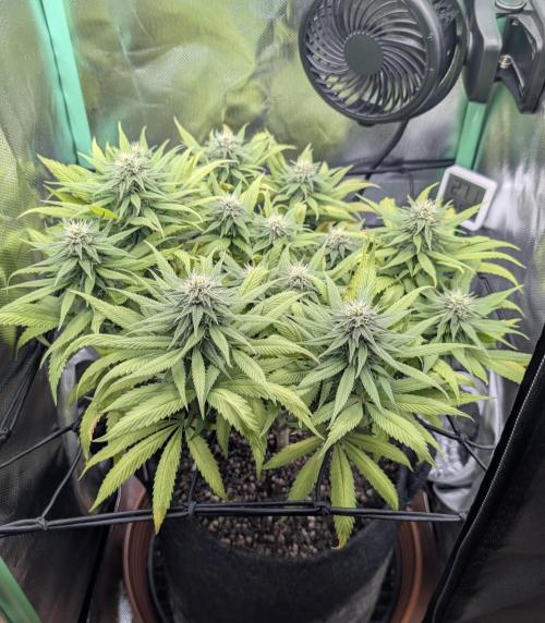 Shaman - ScrOG on 40x40cm. Week 13