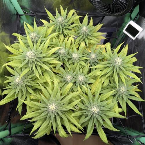 Shaman - ScrOG on 40x40cm. Week 13