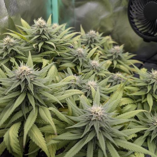 Shaman - ScrOG on 40x40cm. Week 13