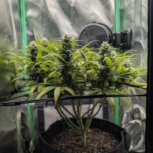 Shaman - ScrOG on 40x40cm. Week 13
