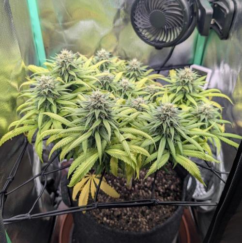 Shaman - ScrOG on 40x40cm. Week 14
