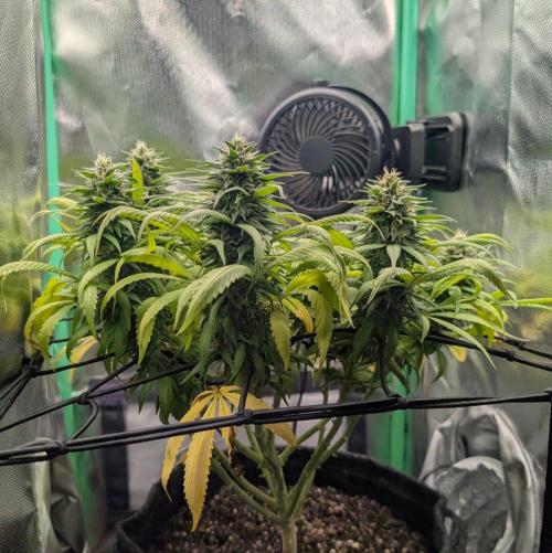 Shaman - ScrOG on 40x40cm. Week 14
