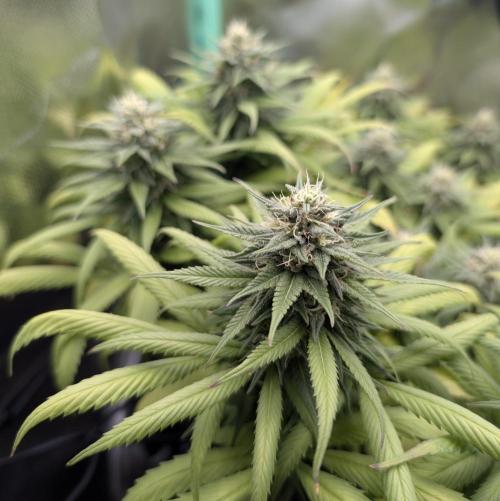 Shaman - ScrOG on 40x40cm. Week 14