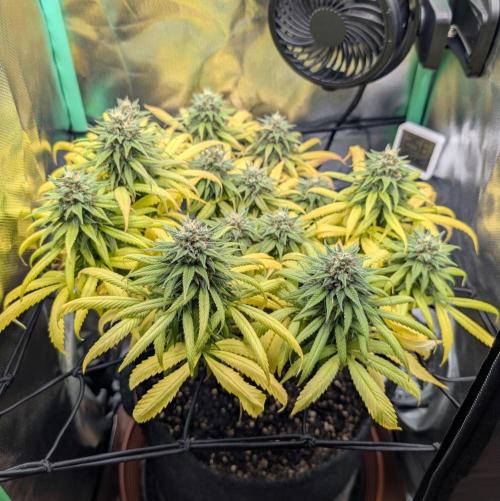 Shaman - ScrOG on 40x40cm. Week 15