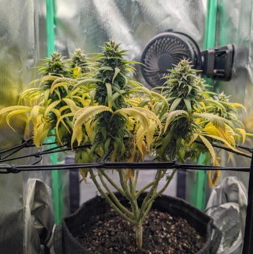 Shaman - ScrOG on 40x40cm. Week 15