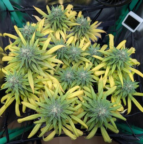 Shaman - ScrOG on 40x40cm. Week 15
