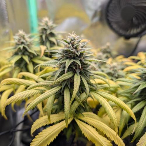 Shaman - ScrOG on 40x40cm. Week 15