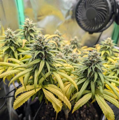 Shaman - ScrOG on 40x40cm. Week 15
