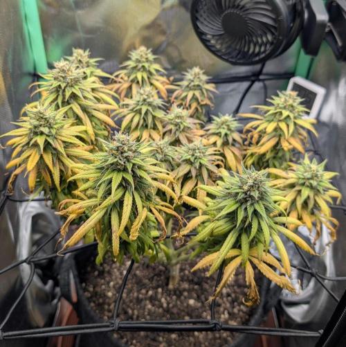 Shaman - ScrOG on 40x40cm. Week 16