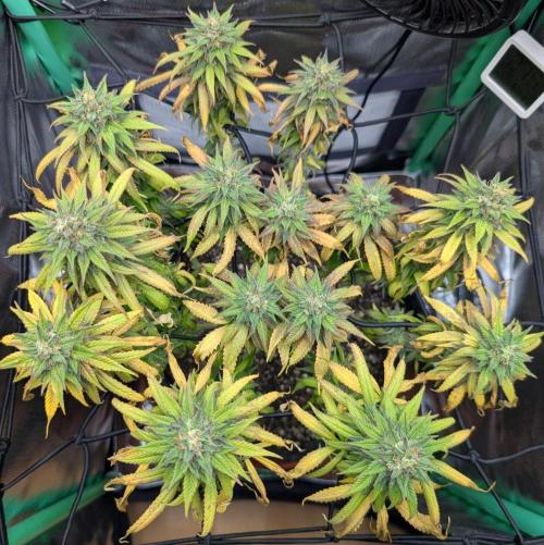 Shaman - ScrOG on 40x40cm. Week 16
