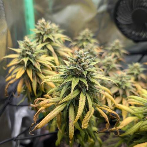 Shaman - ScrOG on 40x40cm. Week 16