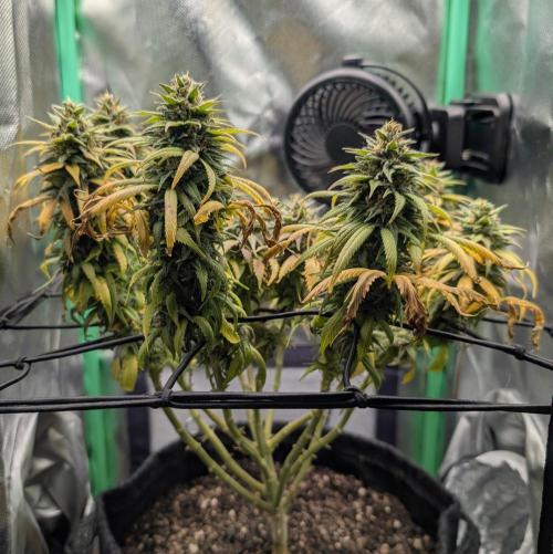 Shaman - ScrOG on 40x40cm. Week 16