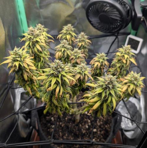 Shaman - ScrOG on 40x40cm. Week 17