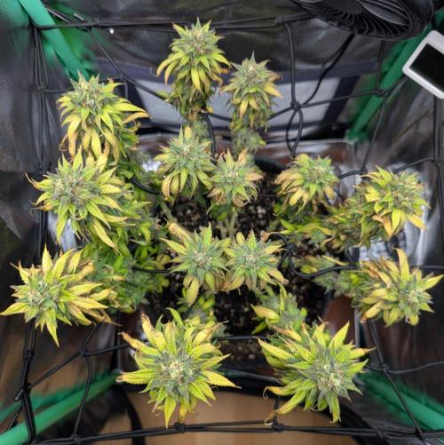 Shaman - ScrOG on 40x40cm. Week 17