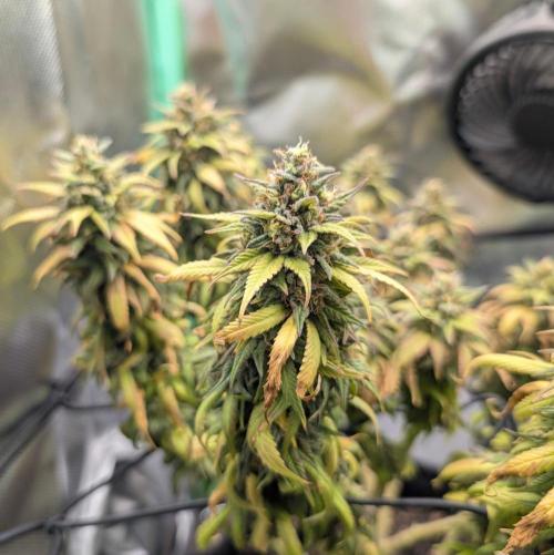 Shaman. Week 17