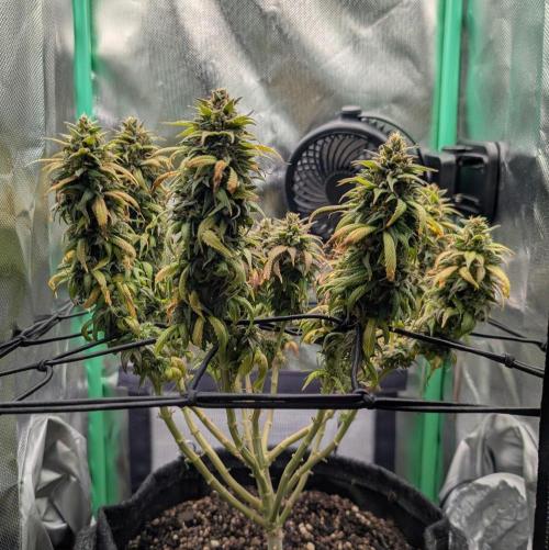 Shaman. Week 17