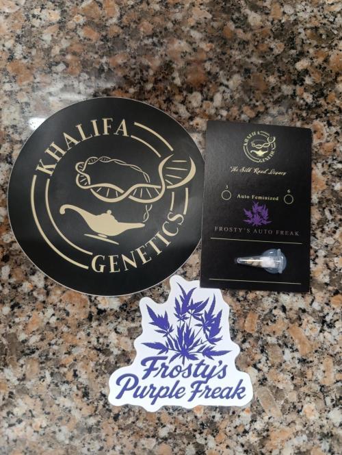Frosty Auto Freak, Khalifa Genetics. Week 0 - I'm so excited with this, my dream strain. Let's see what come from it. 