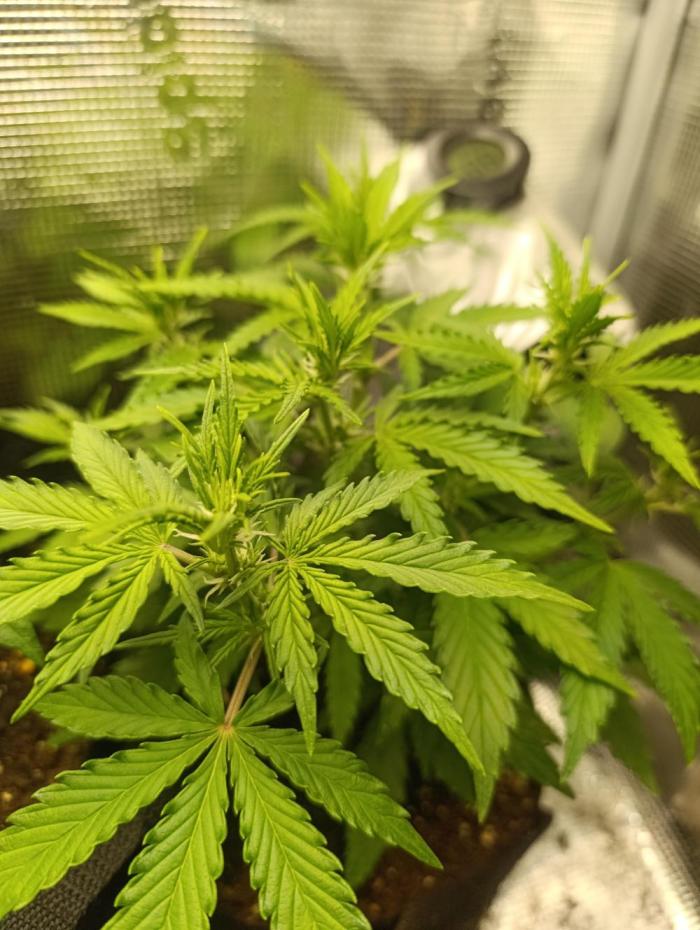 Z-up - Fastbuds. Week 5 - 35 days old. I have no previous pictures. 