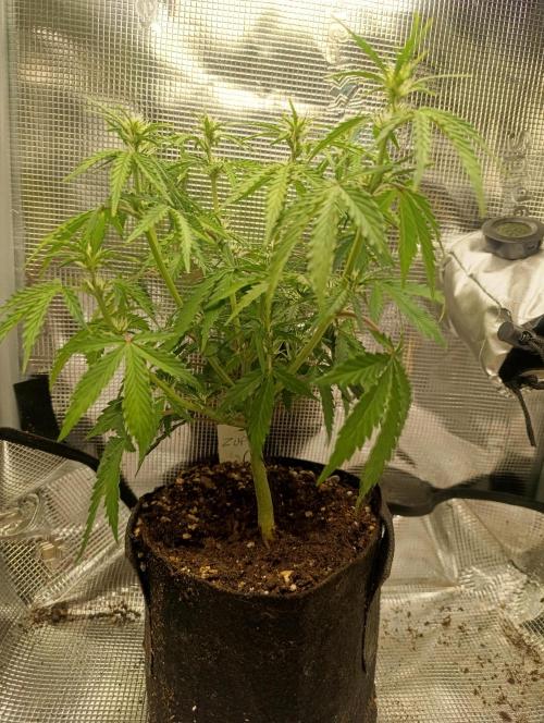 Z-up - Fastbuds. Week 6