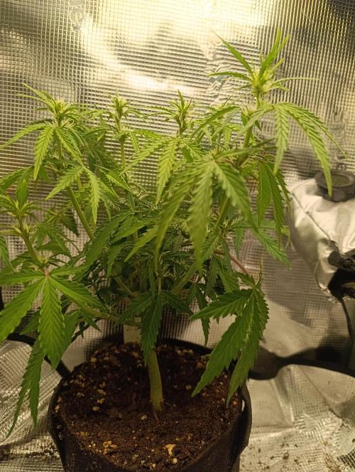 Z-up - Fastbuds. Week 6