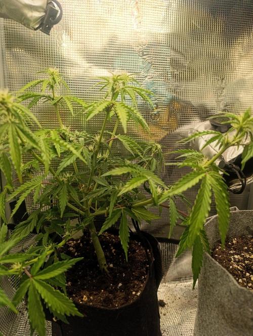 Z-up - Fastbuds. Week 6 - I found a electric wire... Let's see what happens with my first training. 