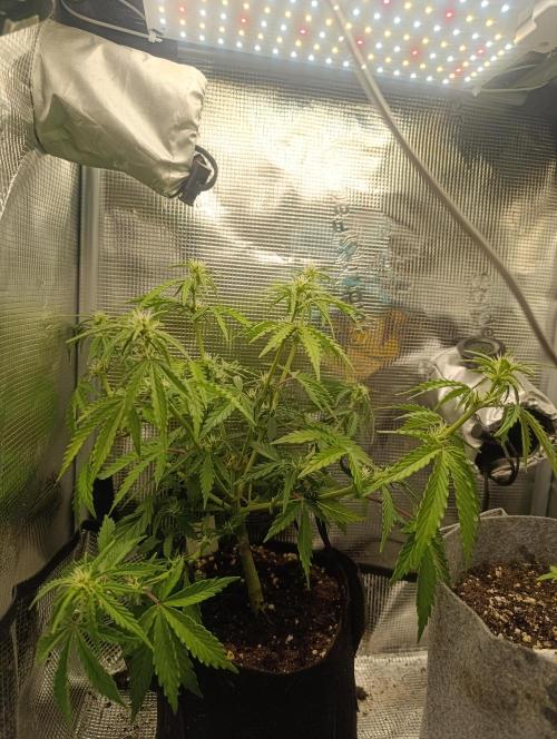 Z-up - Fastbuds. Week 6