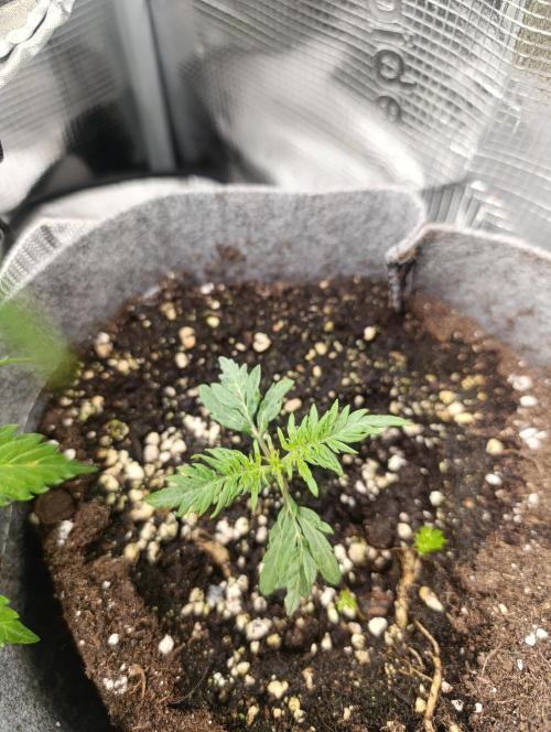 Frosty Auto Freak, Khalifa Genetics. Week 2 - After transplant for a proper vase and new soil.